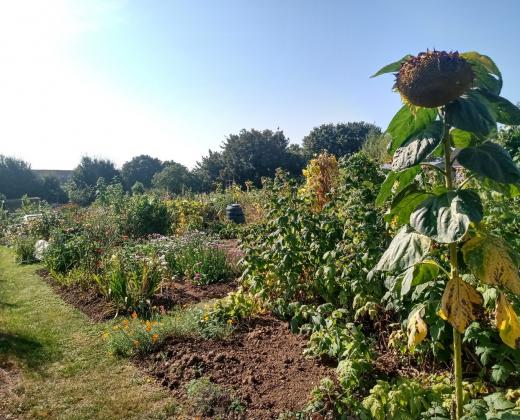 link to Allotments